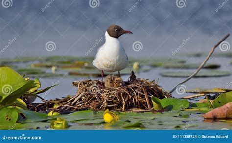 Wildlife on the Lake in Danube Delta Stock Photo - Image of vegetation ...