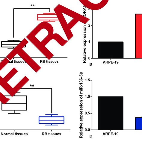 The Dysregulations Of NORAD And MiR 136 5p Were Found In RB A NORAD