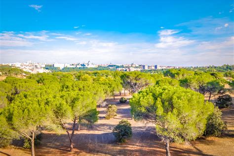 Madrid reconocida como ciudad arbórea del mundo por segundo año consecutivo