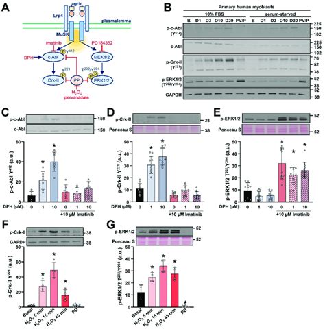 Detection Of C Abl Signalling In Primary Human Myoblasts A Schematic