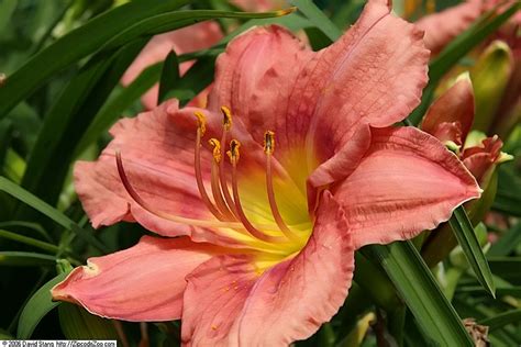 Rosy Returns Daylily – WholesalePlantDelivery.com