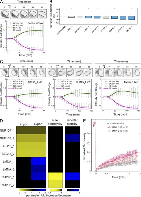 Targeting Of Lap Based Reporter A Example Of Single Cell