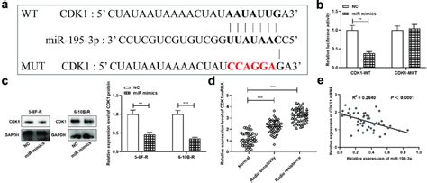 Cdk1 Is The Target Gene Of Mir 195 3p In Npc Cell A The Binding Site