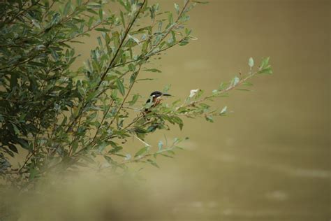 Common Kingfisher From Prizren Prizren Kosovo On September 30 2022