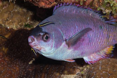 Creole Wrasse With Cleaning Goby 3 Photograph By Robert Wrenn Fine