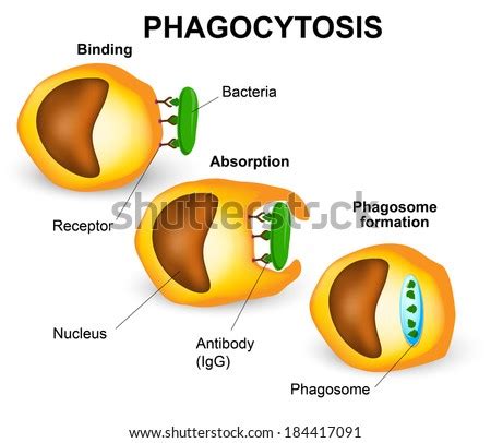 Phagocytosis in three steps. Human immune system - stock photo