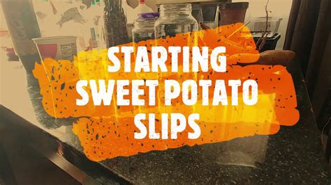 Starting Sweet Potato Slips The Easy Way Youtube