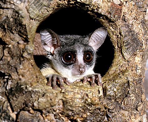 Bushbaby 4 Galago Senegalensis Photographed At The Phi Flickr