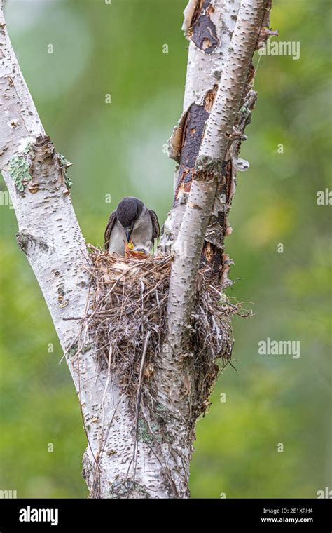 Nesting Kingbirds Hi Res Stock Photography And Images Alamy