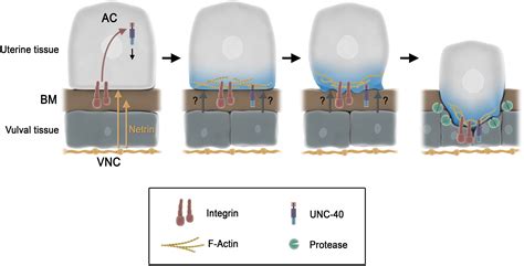 Integrins Anchor The Invasive Machinery Developmental Cell