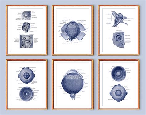 Eye Anatomy Diagram Art Posters Human Eye Structure Medical Art Print