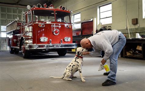 So You Want a Dalmatian. Are you sure?