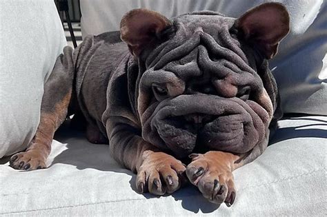 blue big rope french bulldog puppies big rope frenchie