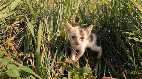 The Smallest Kittens Meow Find The Mother Cat We Have Rescued Many Of