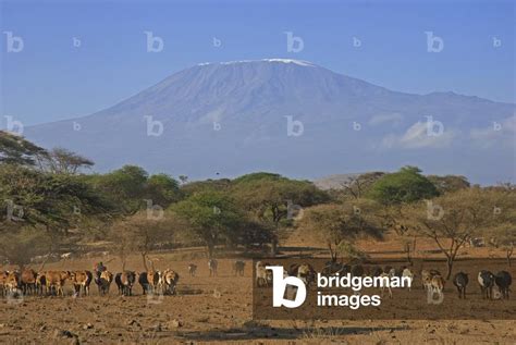 Image Of Kenya Amboseli National Park Herd Of Cattle Under Mount