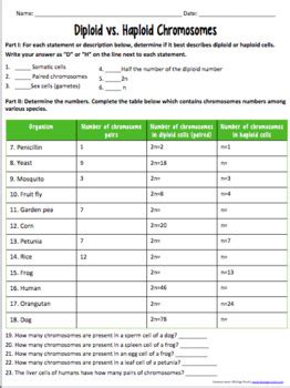 Cell Division- Diploid and Haploid Chromosome Numbers by Biology Roots