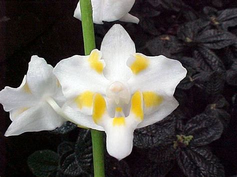 Орхидеи - Страница 32 - Флористика: популярный флористический форум ...