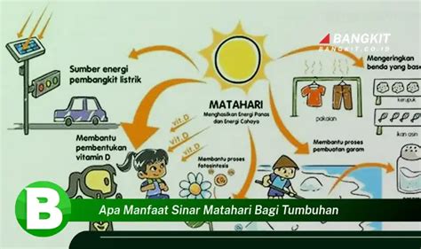 Intip Manfaat Sinar Matahari Bagi Tumbuhan Yang Bikin Kamu Penasaran