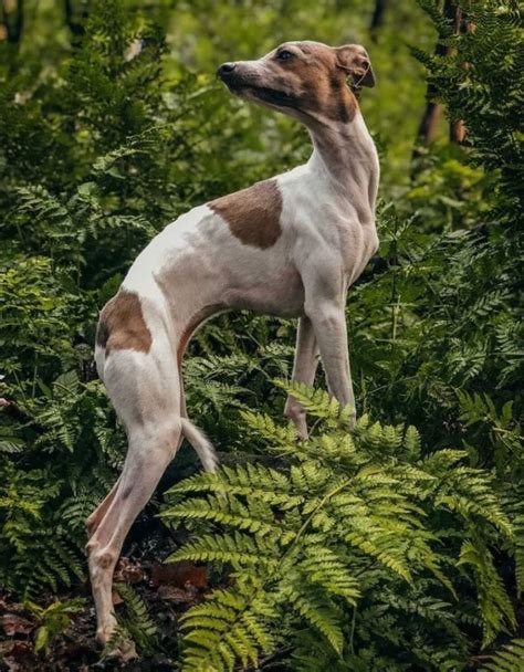 Italian Greyhound Colors: An Overview with the Cutest Photos