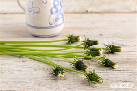 Pusteblume haltbar machen so einfach lassen sich Blüten