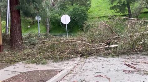 Us Strong Winds Knock Down Trees In Californias Bay Area Blocking