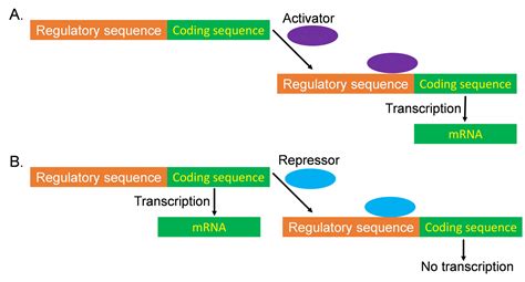 Regulation Of Gene Expression Genetics Agriculture And Biotechnology