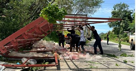 Penduduk Terkejut Lori Babi Sejuk Beku Kemalangan Di Kampung Mereka