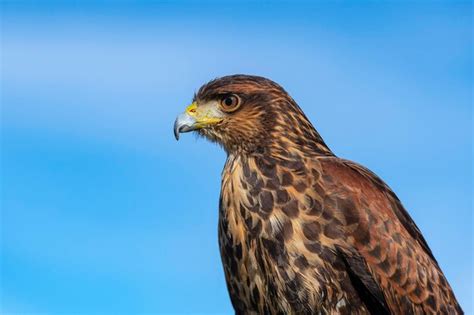 Halcón de harris baywinged hawk arenero o peuco parabuteo unicinctus