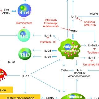 PDF Pathogenesis Of Rheumatoid Arthritis