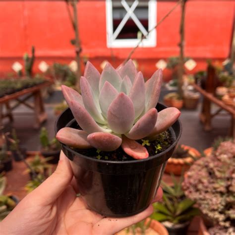 Graptoveria Opalina Suculenta