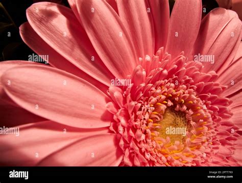 Close Up Of A Pink Daisy Flower With Natural Blurred Background