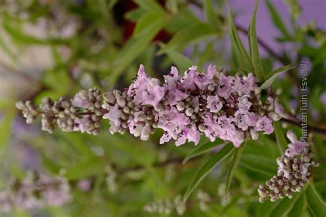 Vitex Agnus Castus Pink Pinnacle Plantentuin Esveld