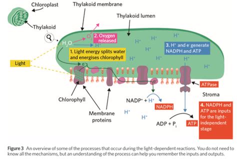 Photosynthesis And Respiration Flashcards Quizlet