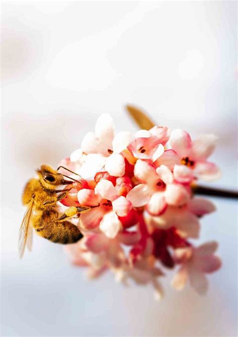 Lebensr Ume F R Wild Bienen Garten Balkon Insektenfreundlich