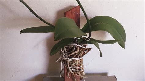 Como Plantar Orqu Dea Phalaenopsis Na Madeira Youtube