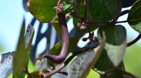 How to Grow Green Beans in Pots or Containers