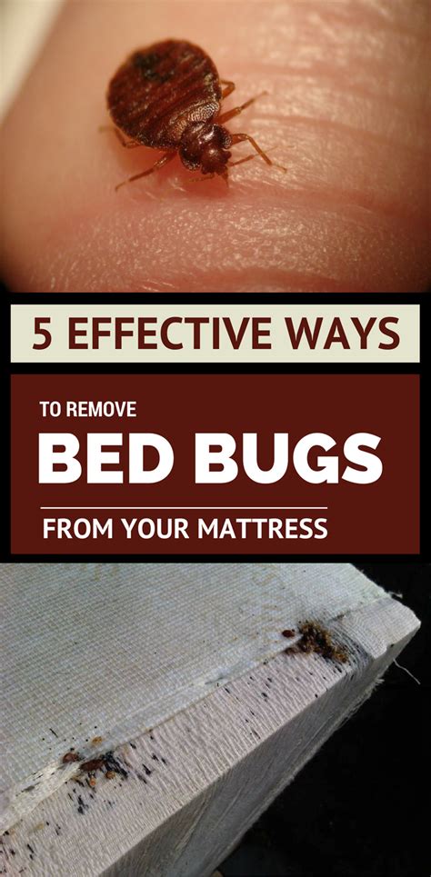 How To Clean From Bed Bugs At Robert Baca Blog