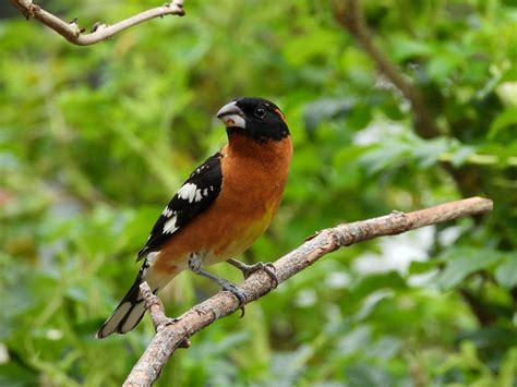 What Does A Juvenile Grosbeak Look Like Save The Eagles