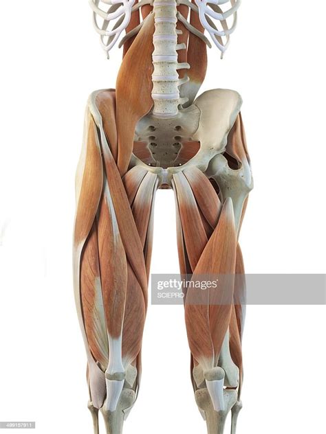 Human Leg Muscles Artwork High-Res Vector Graphic - Getty Images