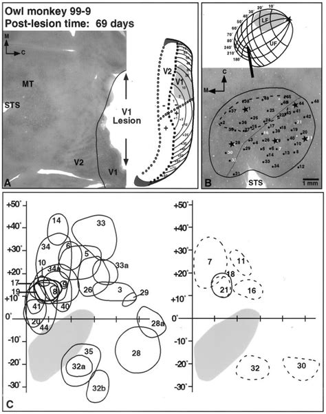 V Lesion Drawing And Physiological Mapping Data From Owl Monkey