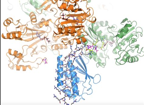 Cyanophycin Biosynthesis In Ac IMAGE EurekAlert Science News Releases