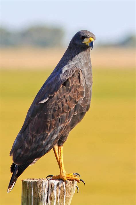 Gavião preto Urubitinga urubitinga FAUNA DIGITAL DO RIO GRANDE DO SUL