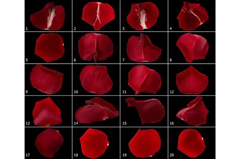 K Red Rose Petals Overlays By Faerydesign Thehungryjpeg