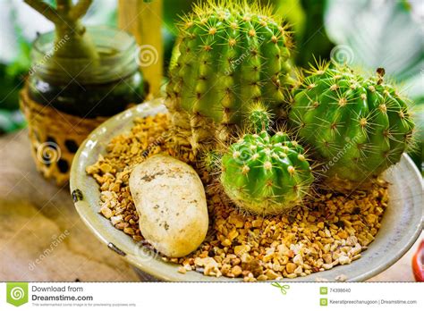 Plantas Diferentes Do Cacto Em Uns Vasos De Flores Na Tabela De Madeira