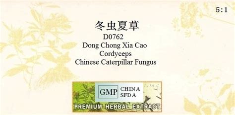 Jual Super Murah Dong Chong Xia Cao Cordyceps Sinensis Chong Cao