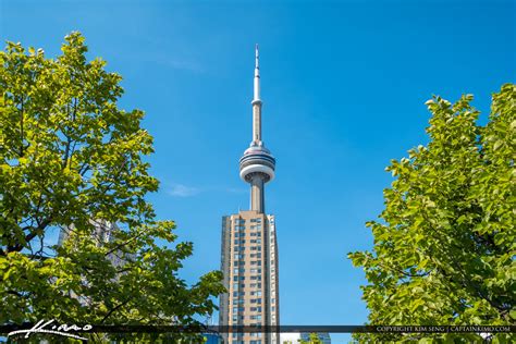 Waterfront Toronto Ontario Canada Cn Tower And Tree Royal Stock Photo