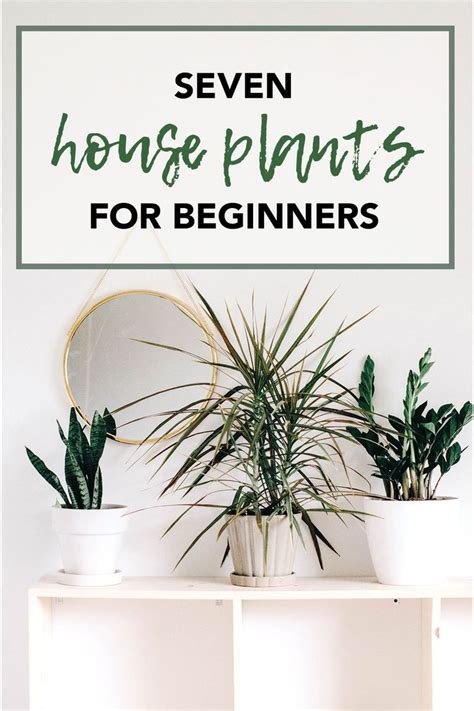 7 Easy to Maintain House Plants for Beginners | House plants, Plants ...