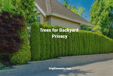 7 Low-Maintenance Trees for Backyard Privacy - GRIP ELEMENTS