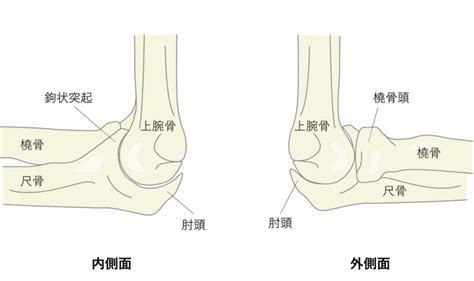 肘関節の骨の解剖図をシェーマを用いて解説！