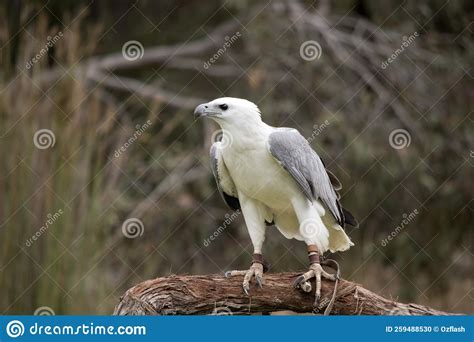 The White Bellied Sea Eagle Is The Second Largest Raptor Found In